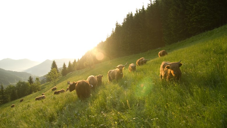 Biobauernhof Lacken, C Familie Blamauer (2), © Familie Blamauer
