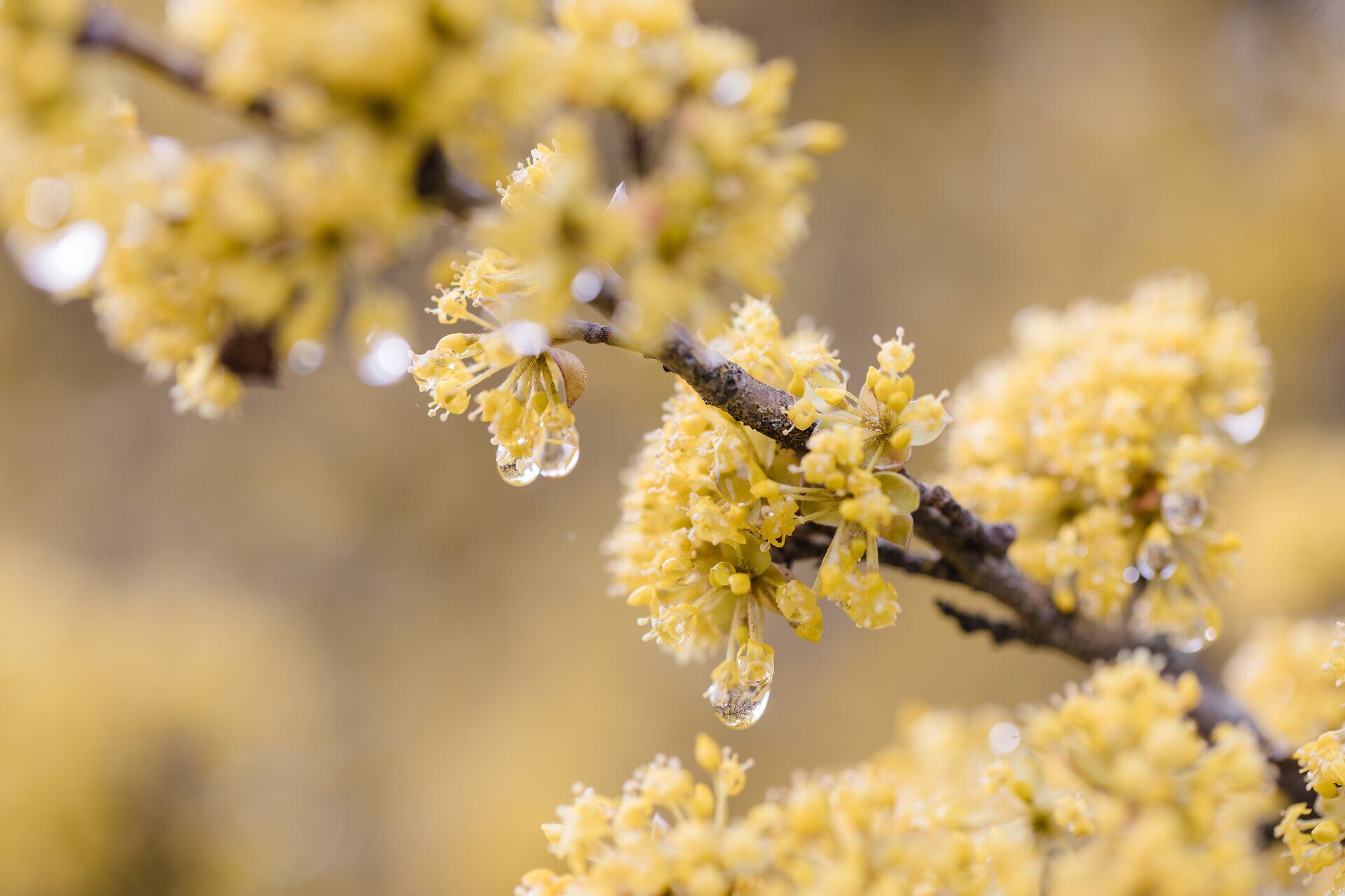 Die zarten, gelben Blüten der Dirndlsträucher erblühen in voller Pracht und verleihen der Landschaft einen Hauch von Frühlingszauber. Tropfen von frischem Regen funkeln im Sonnenlicht und schaffen eine harmonische Atmosphäre, die zum Verweilen einlädt.