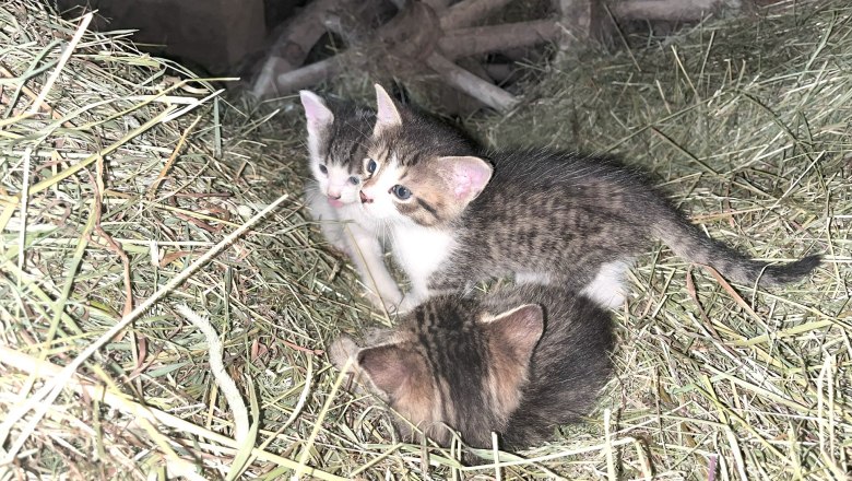 Kitten in the hay, so cute, © Grasberger