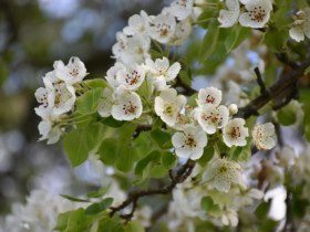 Entlang des Fröschlauweges im Frühling, © Marktgemeinde Seitenstetten