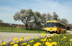 Die Birnbäume blühen in voller Pracht und verleihen der Landschaft eine zauberhafte Atmosphäre. Ein nostalgischer Retrobus fährt gemächlich entlang der kurvenreichen Straße, umgeben von leuchtend gelben Löwenzahnblüten, die den Frühling willkommen heißen.