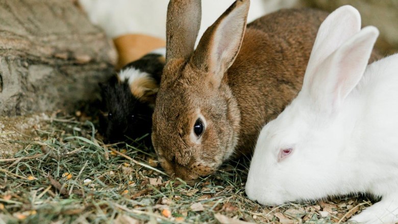 Vacation at the Zwergerlhof, &copy; schwarz-koenig.at