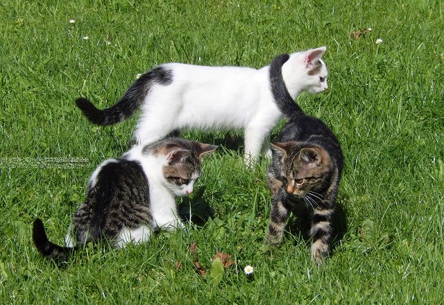 die Katzen freuen sich über Streicheleinheiten, © poidlbauer